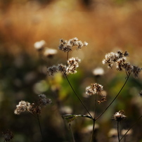 【撮影46枚 】Panasonic LUMIX DMC-G8M 美品 パナソニック LUMIX DMC-G8M 標準ズームレンズキット 価格比較 - 価格.com