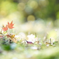 CANON(キヤノン)のレンズ EF135mm F2L USM で撮影した写真(画像)一覧