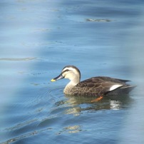 FUJIFILM(富士フイルム)のデジタルカメラFinePix S3200 で撮影した写真