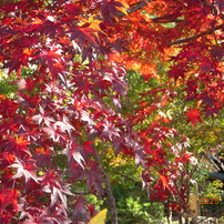 NIKON(ニコン)のデジタルカメラCOOLPIX S52 で撮影した写真(画像)一覧