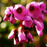 ヒマラヤユキノシタの花