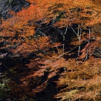 NIKON(ニコン)のレンズ AF-S DX NIKKOR 35mm f/1.8G で撮影した写真