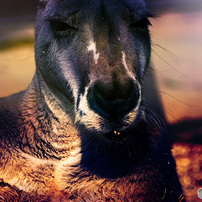 カンガルーに生まれて