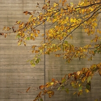 ポーラ美術館の紅葉　３