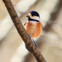 CANON(キヤノン)のレンズ EF35-350mm F3.5-5.6L USM で撮影した写真