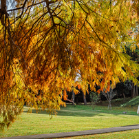 SONY(ソニー)のレンズ Vario-Sonnar T＊ DT 16-80mm F3.5-4.5 ZA