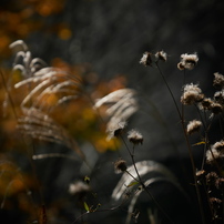 【撮影46枚 】Panasonic LUMIX DMC-G8M 美品 パナソニック LUMIX DMC-G8M 標準ズームレンズキット 価格比較 - 価格.com