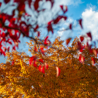 Leica M8 【作例あり】 作例レビュー】Leica M8 ライカのカメラ #わたしのカメラ vol.056