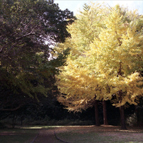 TAMRON(タムロン)のレンズ SP AF 28-75mm F/2.8 XR Di LD Aspherical