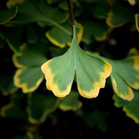 COSINA(コシナ)のレンズ Carl Zeiss Makro-Planar T* 2/50 ZF で撮影