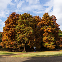 SONY(ソニー)のレンズ Vario-Sonnar T＊ DT 16-80mm F3.5-4.5 ZA
