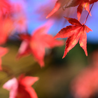 NIKON(ニコン)のデジタル一眼D750 で撮影した写真(画像)一覧- 写真共有