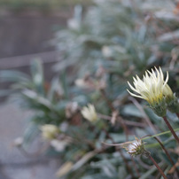 NIKON(ニコン)のレンズ AF-S DX NIKKOR 35mm f/1.8G で撮影した写真