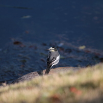 CANON(キヤノン)のレンズ EF-S55-250mm F4-5.6 IS で撮影した写真(画像