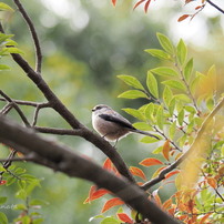 OLYMPUS(オリンパス)のレンズ M.ZUIKO DIGITAL ED 14-150mm F4.0-5.6