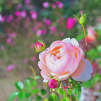 NIKON(ニコン)のデジタル一眼D750 で撮影した写真(画像)一覧- 写真共有