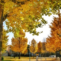 OLYMPUS(オリンパス)のデジタルカメラu1060,S1060 で撮影した写真(画像