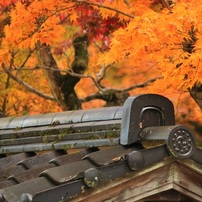 CANON(キヤノン)のデジタル一眼EOS Kiss X8i で撮影した写真(画像)一覧