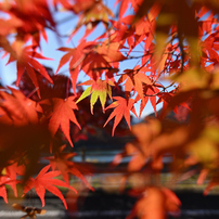 TAMRON(タムロン)のレンズ SP 15-30mm F/2.8 Di VC USD (Model A012