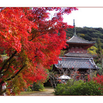 CANON(キヤノン)のデジタルカメラPowerShot SX50 HS で撮影した写真