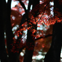 NIKON(ニコン)のレンズ Ai AF Zoom Nikkor ED 80-200mm F2.8D で撮影