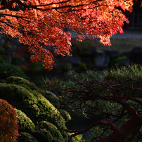 NIKON(ニコン)のレンズ Ai AF Zoom Nikkor ED 80-200mm F2.8D で撮影