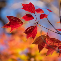 NIKON(ニコン)のレンズ AF-S DX NIKKOR 55-200mm f/4-5.6G ED VR II で