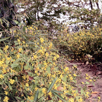 TAMRON(タムロン)のレンズ SP AF 28-75mm F/2.8 XR Di LD Aspherical