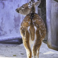 NIKON(ニコン)のレンズ AF-P DX NIKKOR 70-300mm f/4.5-6.3G ED VR で