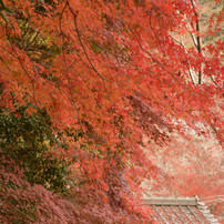 NIKON(ニコン)のレンズ AF-S DX NIKKOR 18-105mm f/3.5-5.6G ED VR で