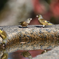 NIKON(ニコン)のデジタル一眼D7200 で撮影した写真(画像)一覧(5ページ