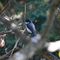 NIKON(ニコン)のデジタル一眼D7200 で撮影した写真(画像)一覧(5ページ