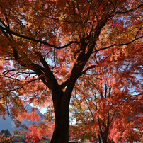 TAMRON(タムロン)のレンズ SP 15-30mm F/2.8 Di VC USD (Model A012