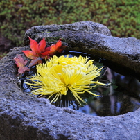 TAMRON(タムロン)のレンズ 18-270mm F/3.5-6.3 Di II VC PZD (Model