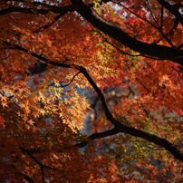 NIKON(ニコン)のレンズ AF-P DX NIKKOR 70-300mm f/4.5-6.3G ED VR で