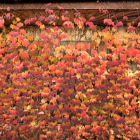 CANON(キヤノン)のレンズ EF24mm F2.8 で撮影した写真(画像)一覧- 写真