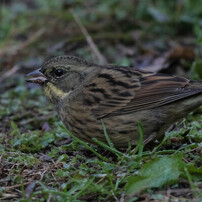 PENTAX(ペンタックス)のレンズ smc PENTAX-DA 55-300mm F4-5.8ED で