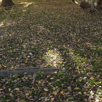 OLYMPUS(オリンパス)のデジタル一眼CAMEDIA E-10 で撮影した写真(画像