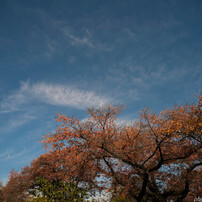 ★ 七工匠 1228FXB 12mm F2.8 フジフイルムX用 Amazon.co.jp: 7artisans 1228FXB 12mm F2.8 Xマウント 富士フイルムX