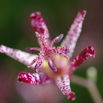 SIGMA(シグマ)のレンズ MACRO 50mmF2.8 EX DG (ﾍﾟﾝﾀｯｸｽ AF) で撮影した