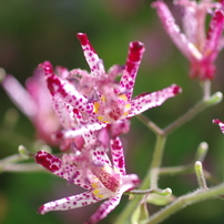 SIGMA(シグマ)のレンズ MACRO 50mmF2.8 EX DG (ﾍﾟﾝﾀｯｸｽ AF) で撮影した