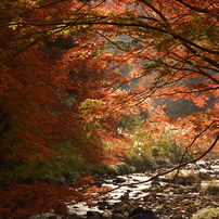 NIKON(ニコン)のレンズ AF-S DX NIKKOR 18-105mm f/3.5-5.6G ED VR で