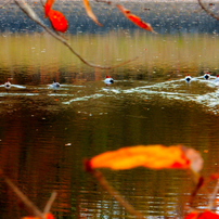 NIKON(ニコン)のデジタルカメラCOOLPIX S9700 で撮影した写真(画像