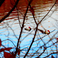 NIKON(ニコン)のデジタルカメラCOOLPIX S9700 で撮影した写真(画像