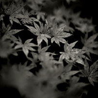 NIKON(ニコン)のレンズ Ai Nikkor 105mm F1.8S で撮影した写真(画像