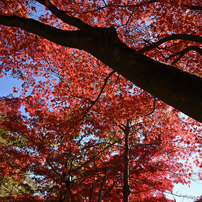 TAMRON(タムロン)のレンズ SP 15-30mm F/2.8 Di VC USD (Model A012