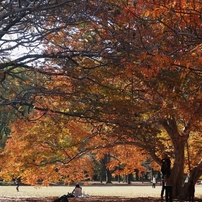 公園の紅葉　４