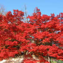 NIKON(ニコン)のレンズ AF-S DX NIKKOR 55-200mm f/4-5.6G ED VR II で