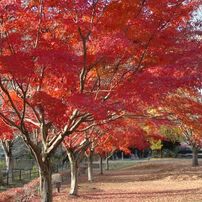 NIKON(ニコン)のデジタル一眼D2H で撮影した写真(画像)一覧- 写真共有