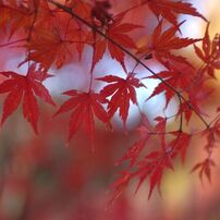 NIKON(ニコン)のデジタル一眼D2H で撮影した写真(画像)一覧- 写真共有